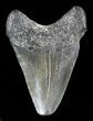 Bargain Megalodon Tooth - South Carolina #47254-1